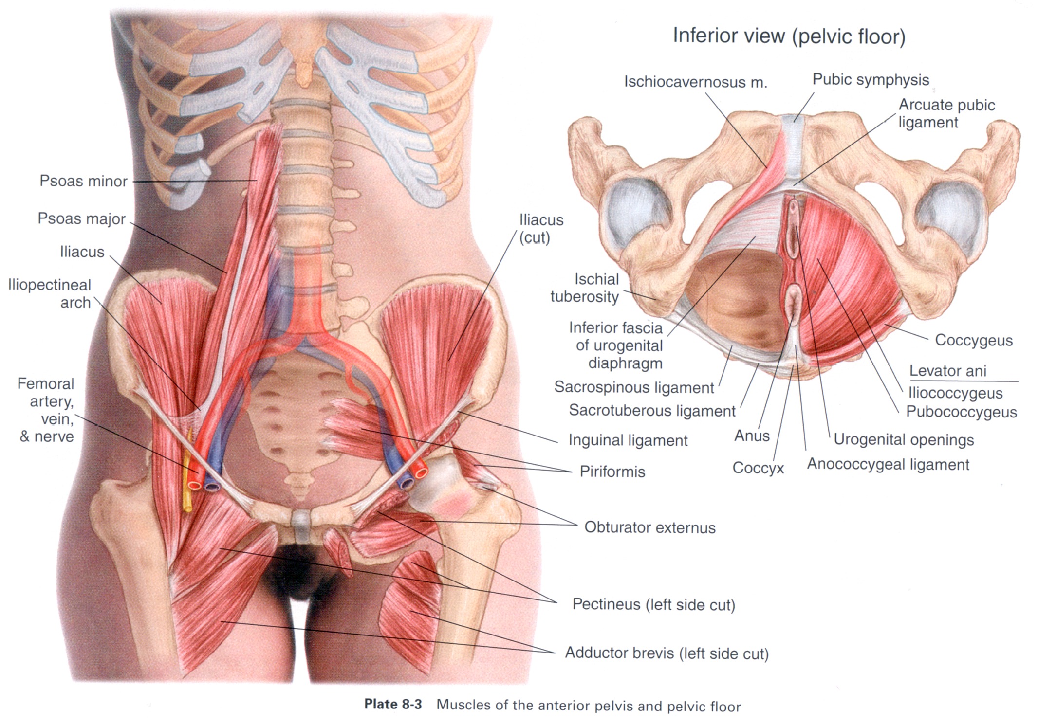Анатомия таза женщины мышцы