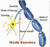 węzly Ranviera