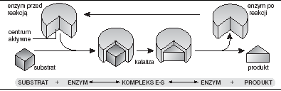 0x08 graphic