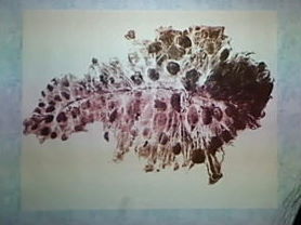 0x08 graphic