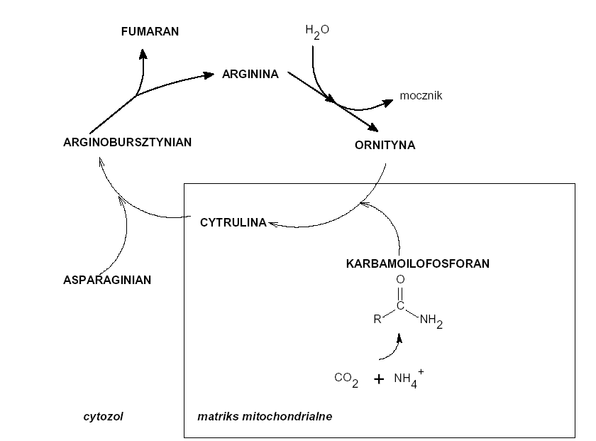 0x08 graphic