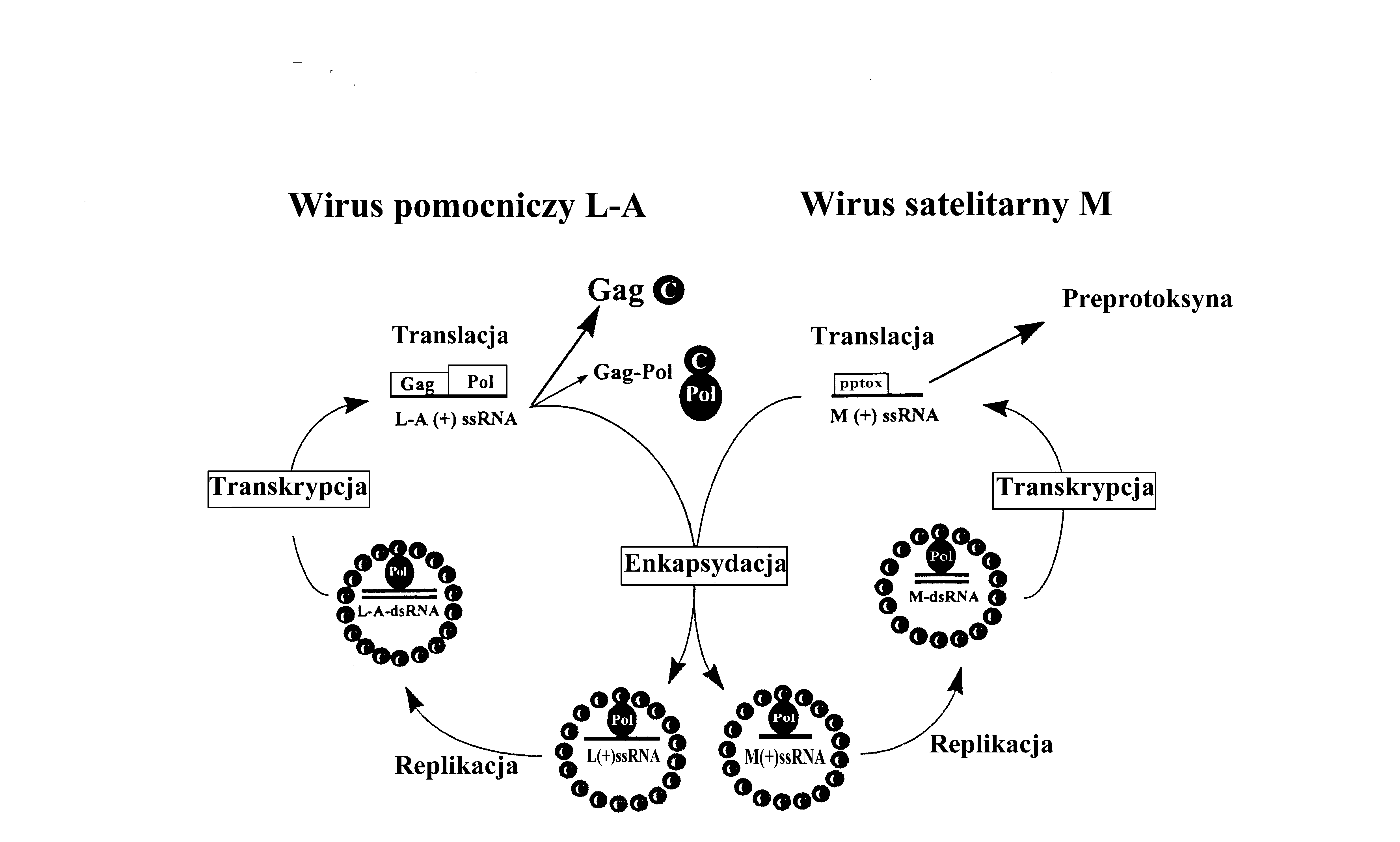 0x08 graphic