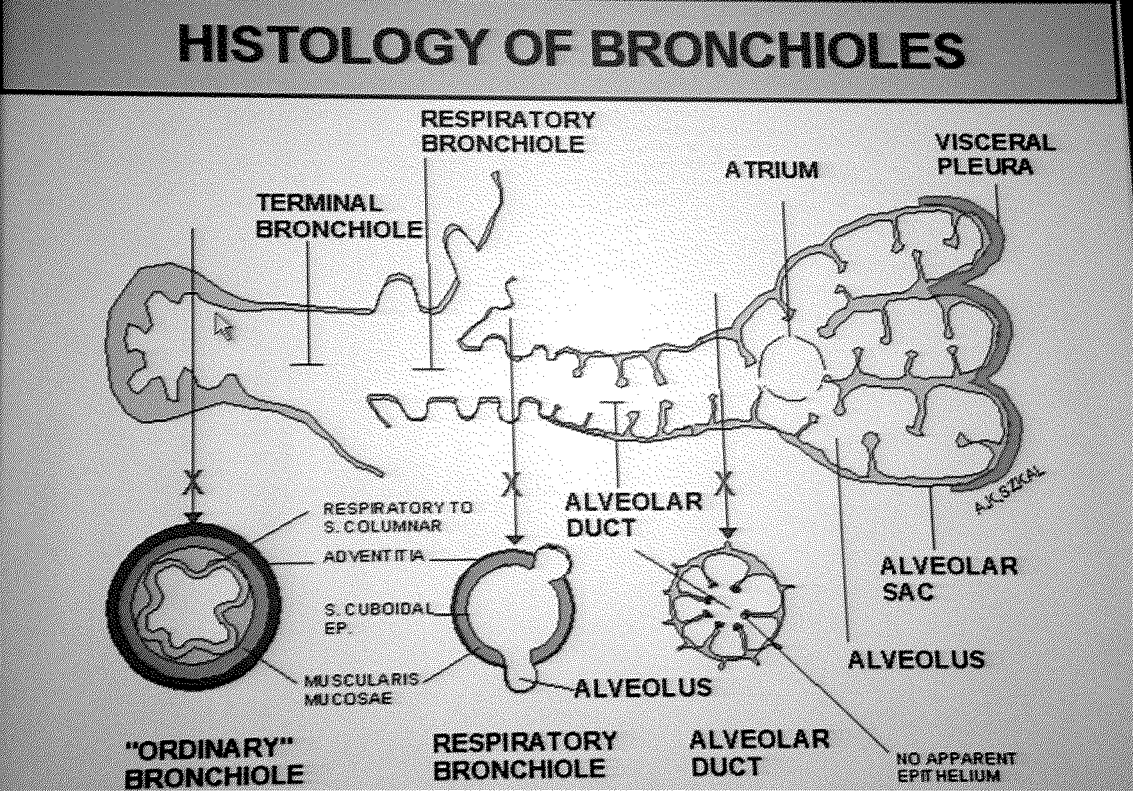 0x08 graphic