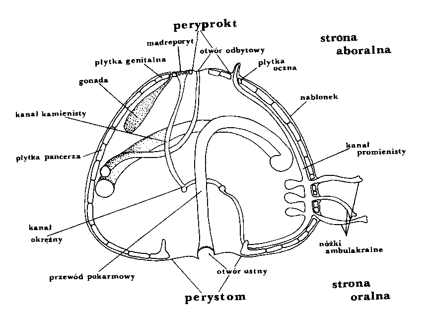 0x08 graphic