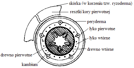 0x08 graphic