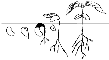 0x08 graphic