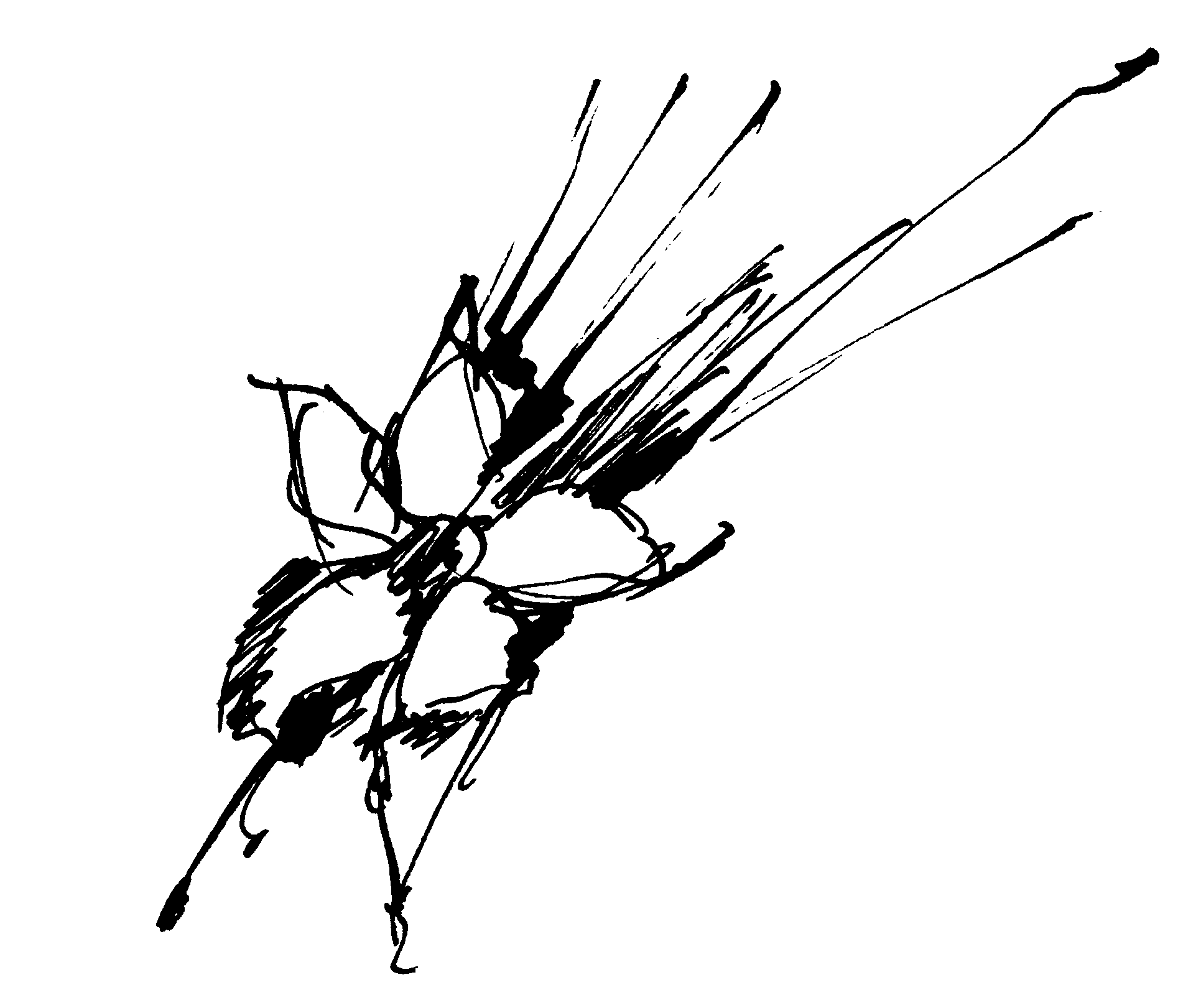0x08 graphic