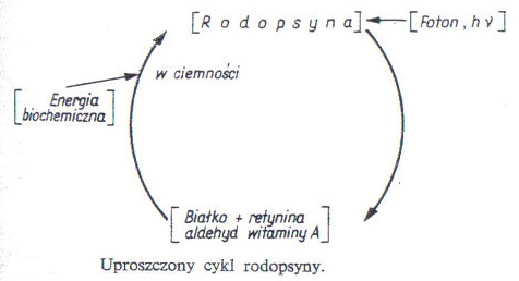 0x08 graphic