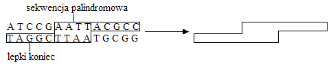 0x08 graphic