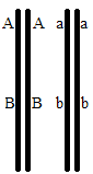 0x08 graphic