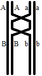 0x08 graphic