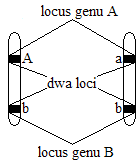 0x08 graphic