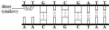 0x08 graphic