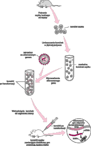 0x08 graphic