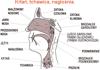 Budowa narządu głosowego