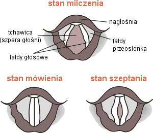 Budowa narządu głosowego