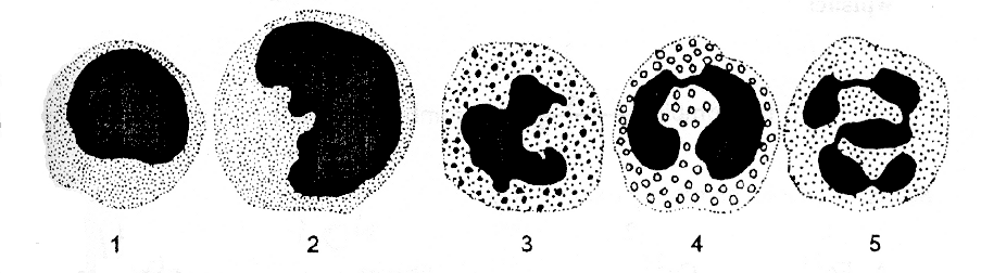 0x08 graphic
