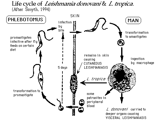 0x08 graphic