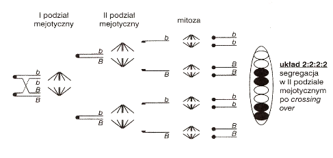0x08 graphic