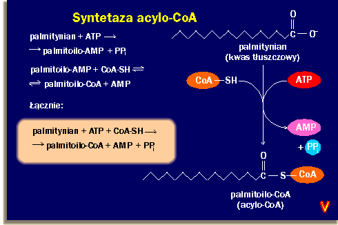 0x08 graphic