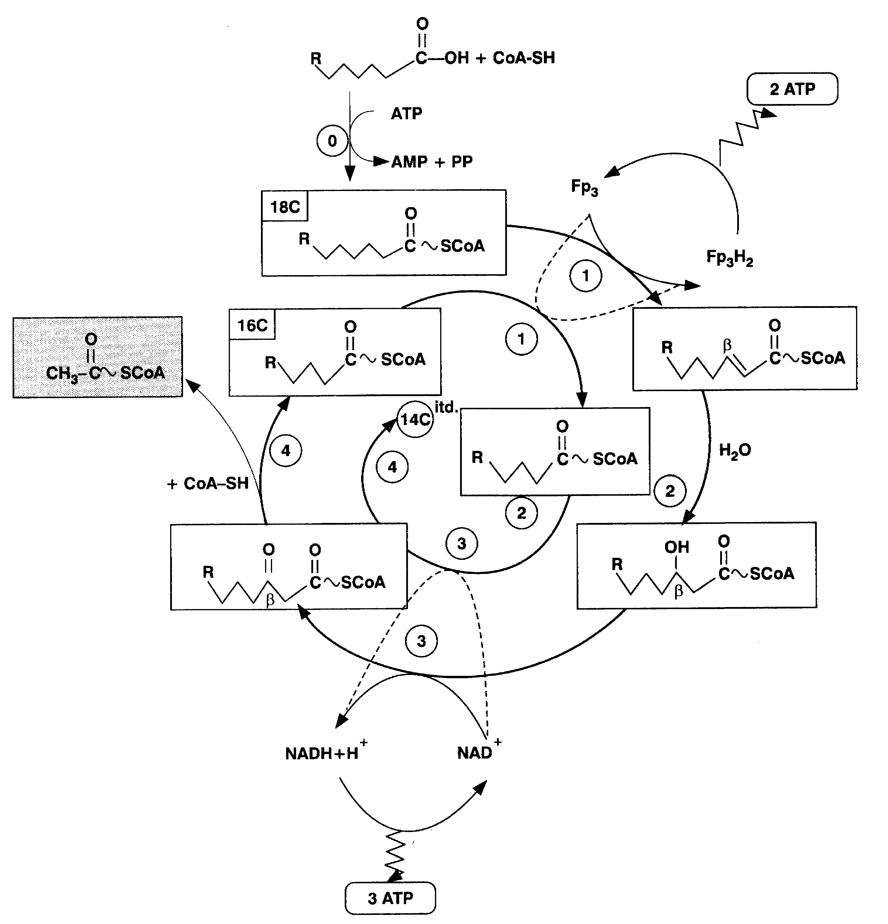 0x08 graphic