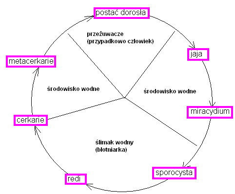 0x08 graphic