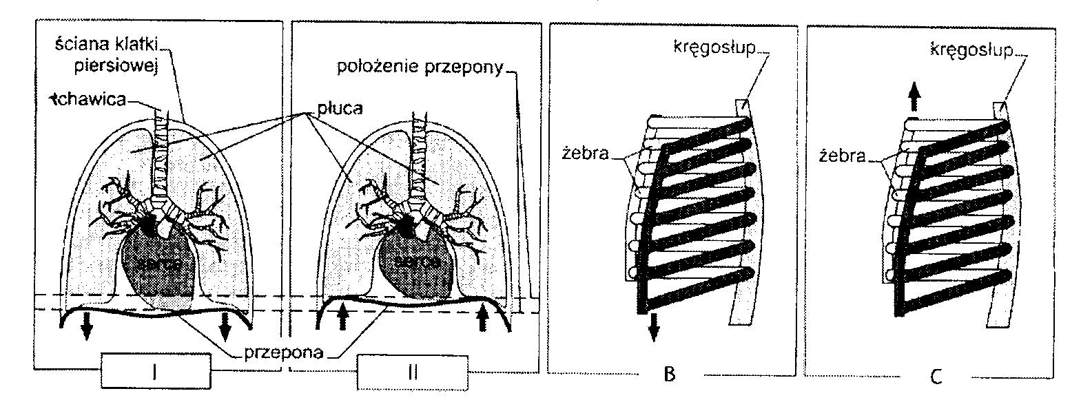 0x08 graphic