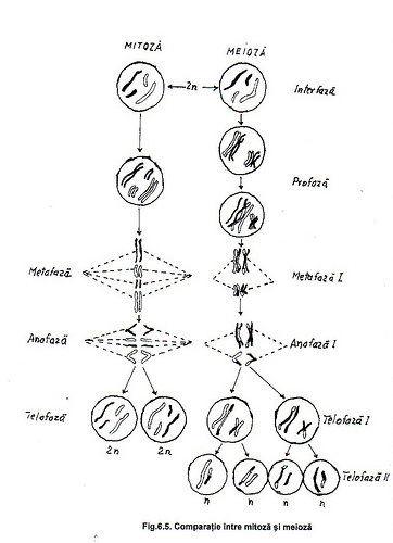 0x08 graphic