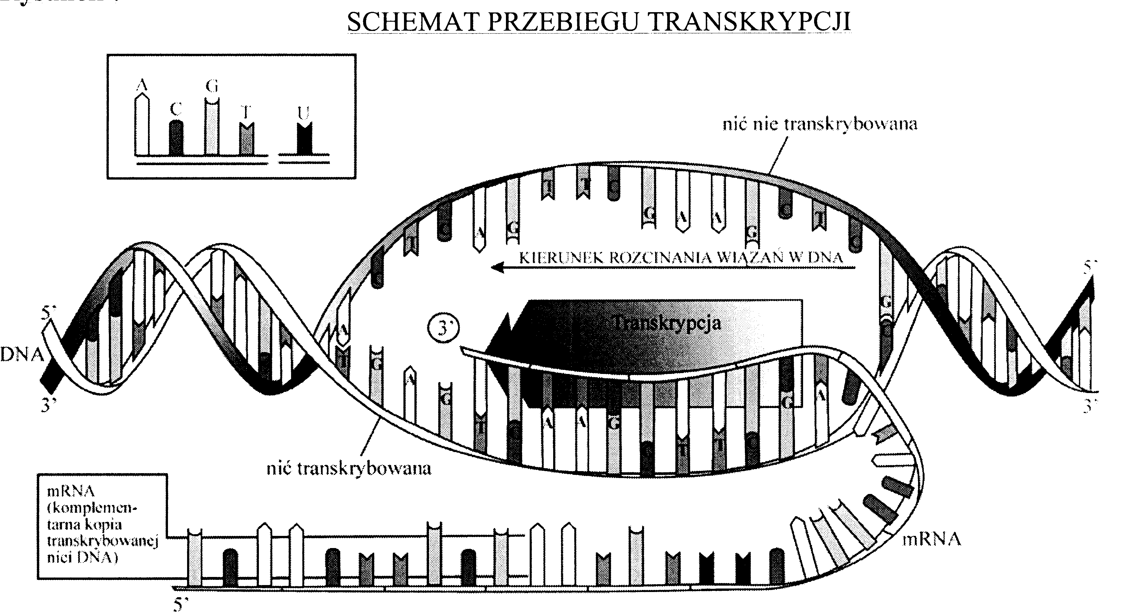 0x08 graphic