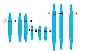0x08 graphic