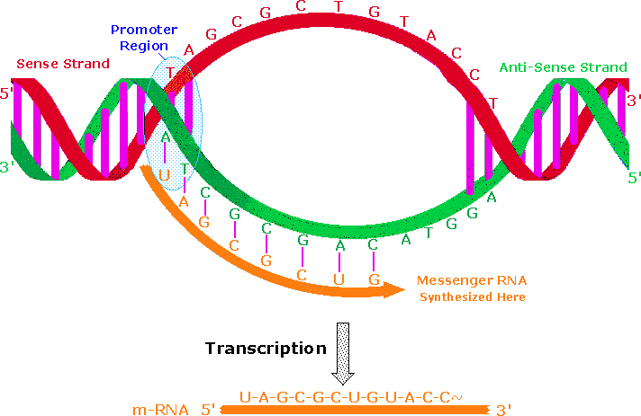 0x08 graphic