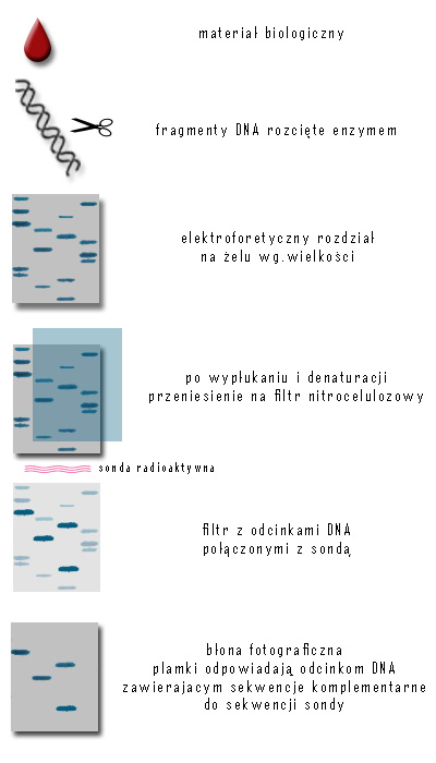 0x08 graphic