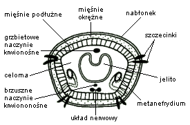 0x08 graphic