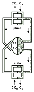 0x08 graphic