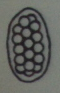 0x08 graphic