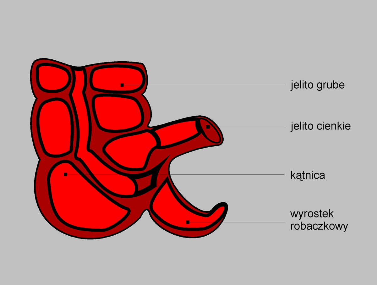 0x08 graphic