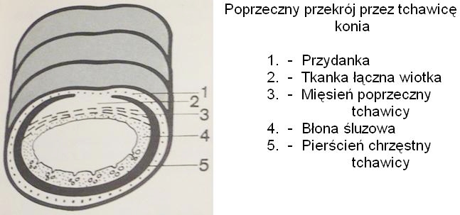 0x08 graphic