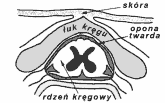 0x08 graphic