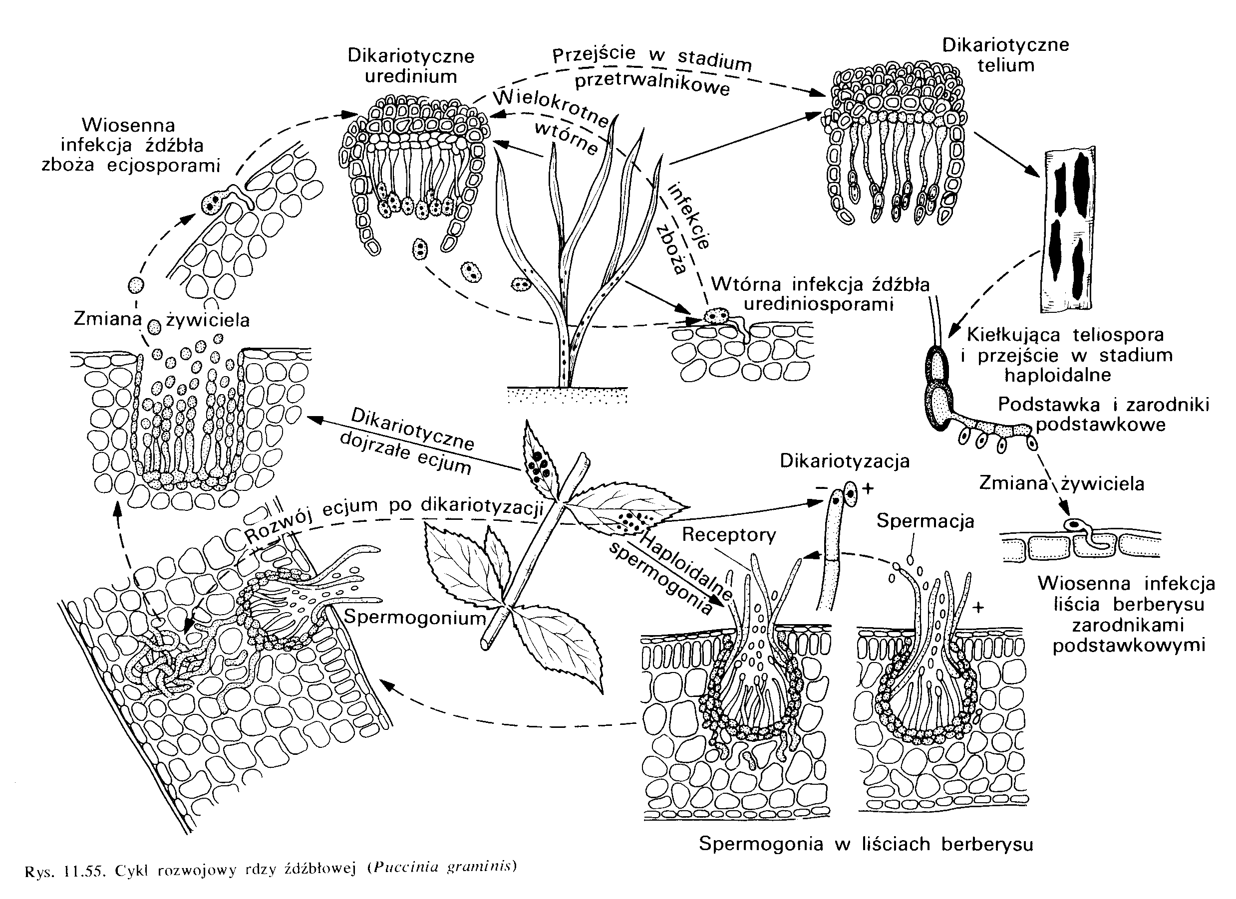 0x08 graphic