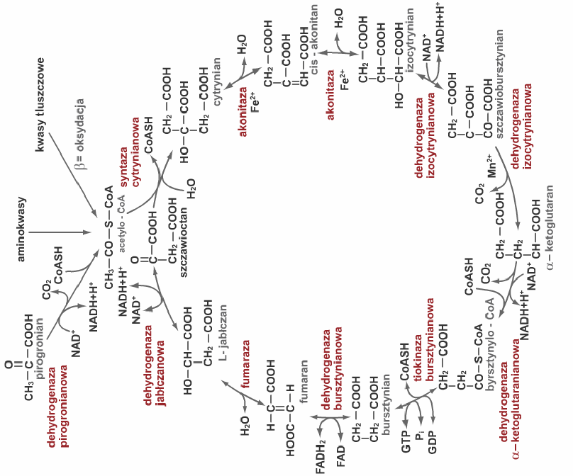 0x08 graphic