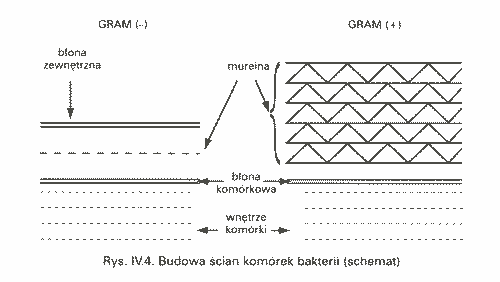 0x08 graphic