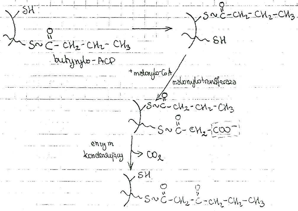 0x08 graphic