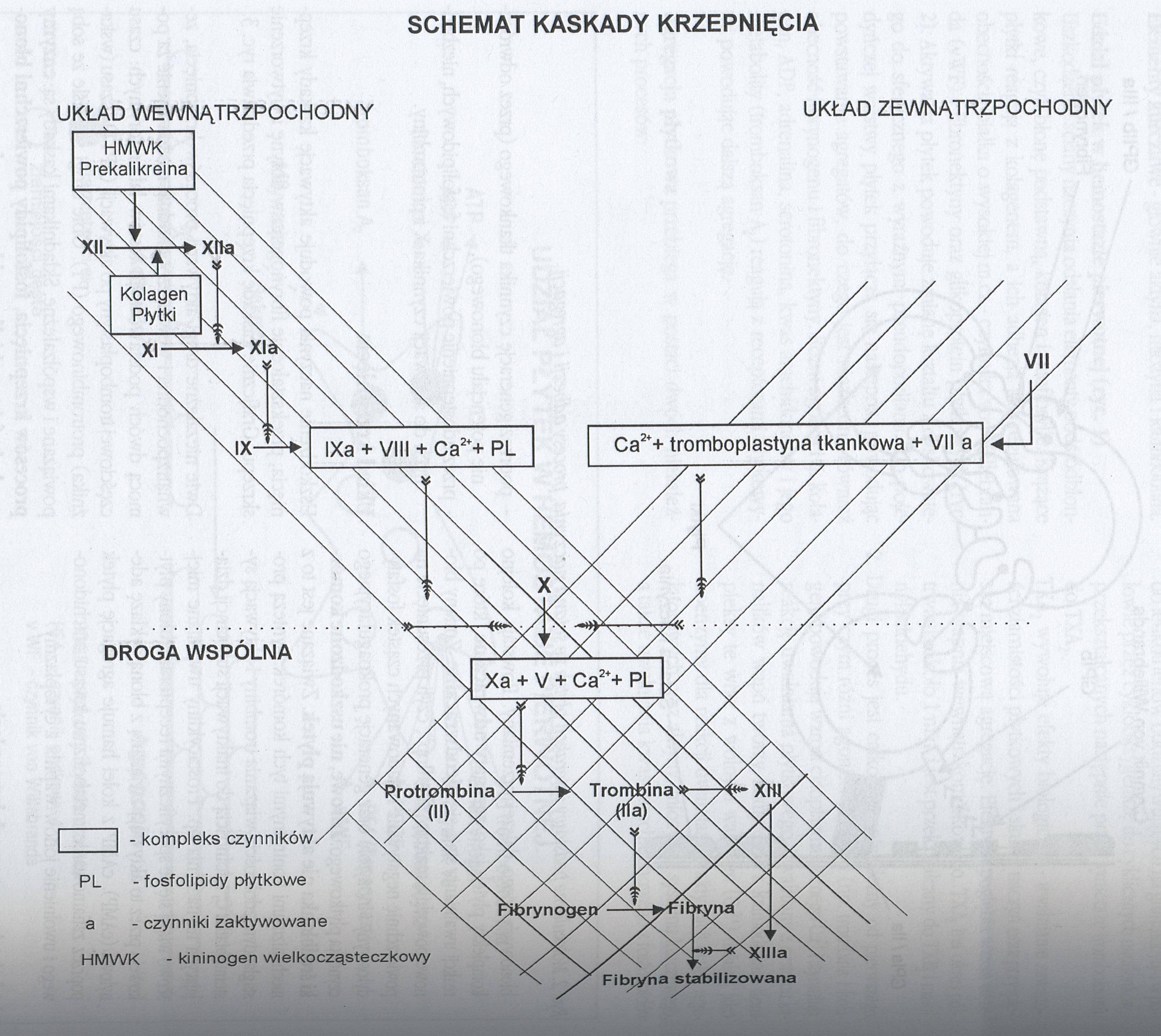 0x08 graphic