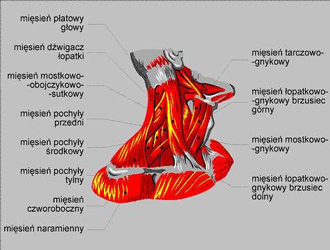 0x08 graphic